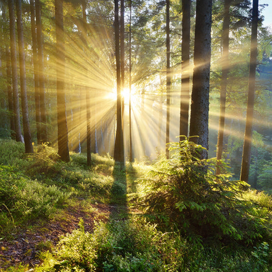 The Healing Power of Nature: How Spending Time Outdoors Improves Mental Health